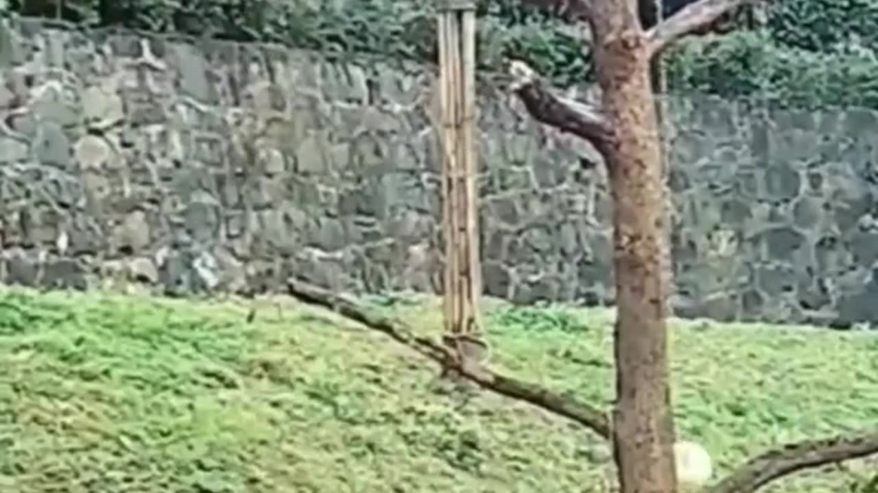 #animals #funnyvideos #funnyanimals #funnyfails #viral