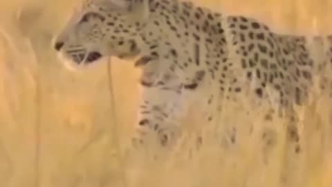A raino fighting lions wilderness animal wildlife