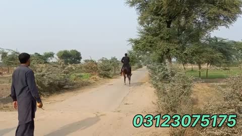 Big hight horses:dancer horse:chak 175 jb jhang