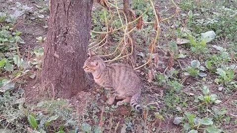 A cute cat climbed a tree at night. The cat is looking for a bird to catch.