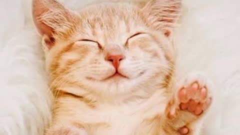 Cute cat picture