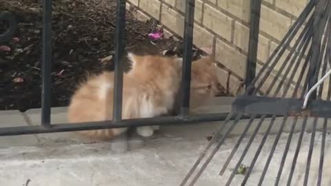 Curious Tiny Fluffballs!