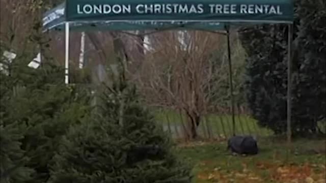 The Christmas Tree Rental also uses plant-based netting that is bio-degradable.