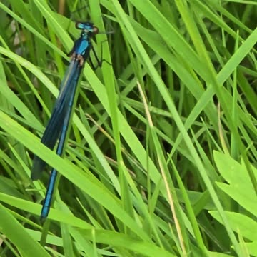 A beautiful blue dragonfly on a blade of grass / beautiful insect in nature.