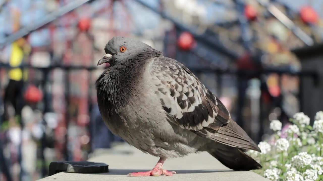 Pigeon