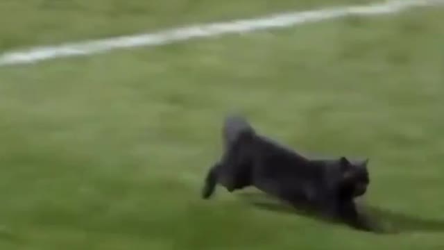 Brilliant.... Goal by black cat oh my god,