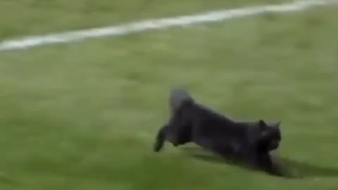 Brilliant.... Goal by black cat oh my god,