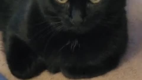 Black Cat House Panther Buddy Laying Still and Beautiful For the Camera Look at those Gorgeous Eyes!