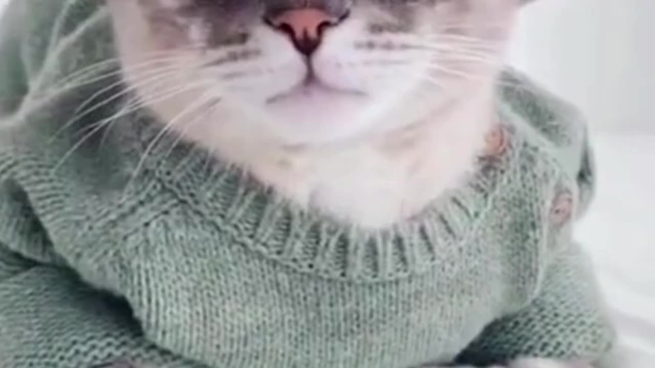 Cute cat