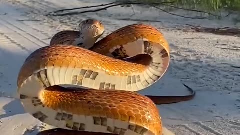 Corn Snake Poses For The Camera || ViralHog Remix