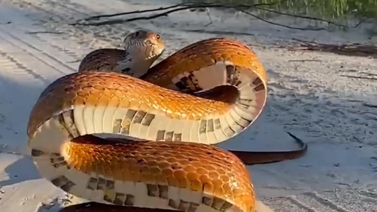 Corn Snake Poses For The Camera || ViralHog Remix