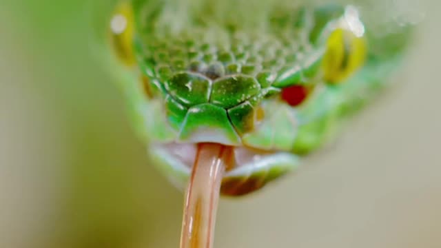 #Snakes flick their tongues in order to smell, bringing air chemicals