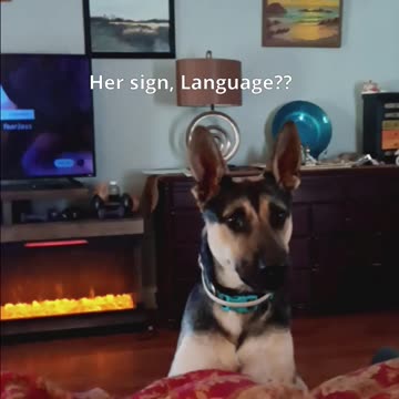 Sign Language? Maxie Pooh! #doglovers #shorts