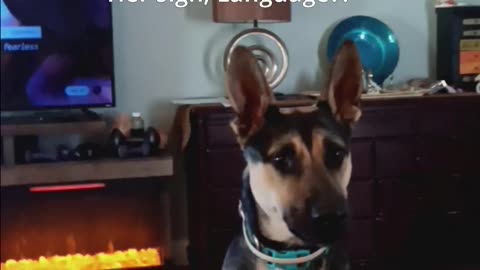 Sign Language? Maxie Pooh! #doglovers #shorts