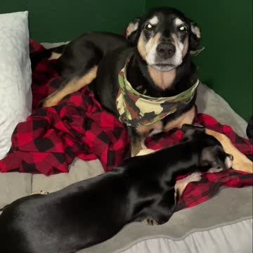 Love lessons from my puppy Rocket