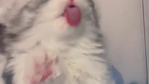 Cat Funny Video 😂