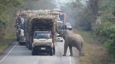 Elephants stops moving truck to take its food.