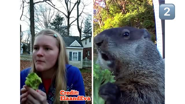 Can You Eat Like A Groundhog