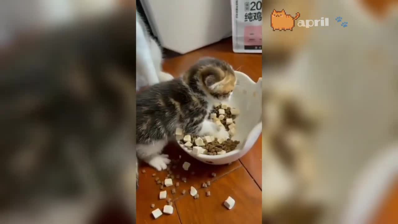 Funny cats video