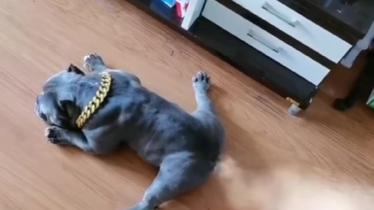 Dog Windpass