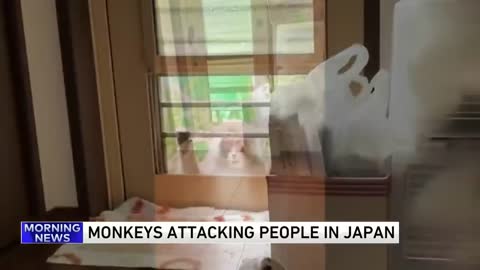 Japanese city alarmed by biting, clawing, attacking monkeys