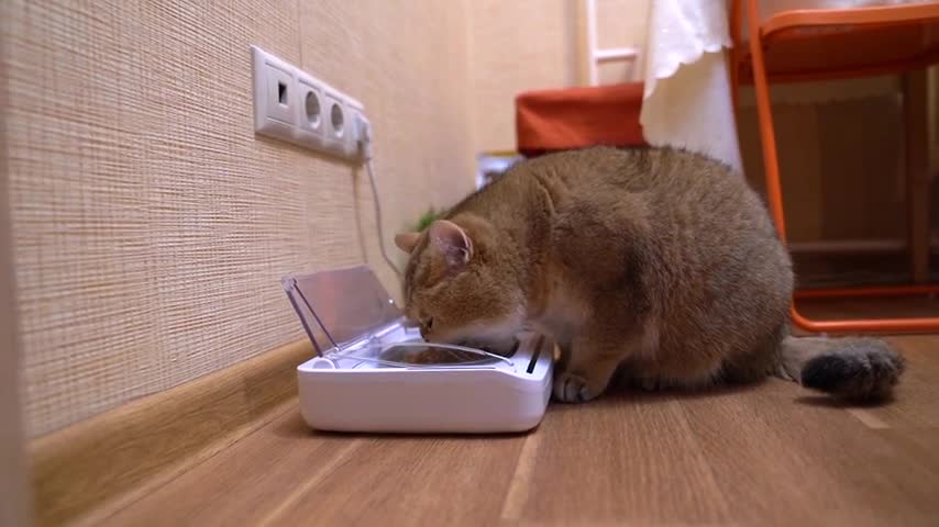 Do you want to hear how nice my crunch cat food crunches