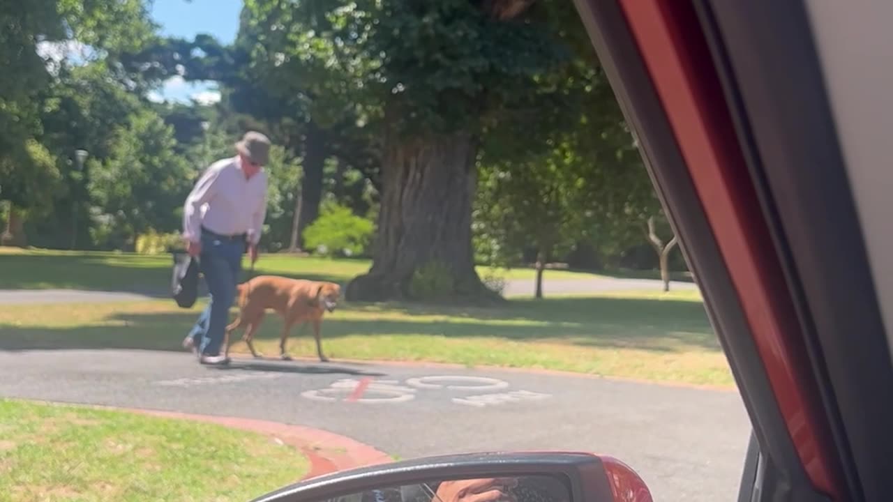 Dog Patiently Waits for Elderly Owner to Cross Street