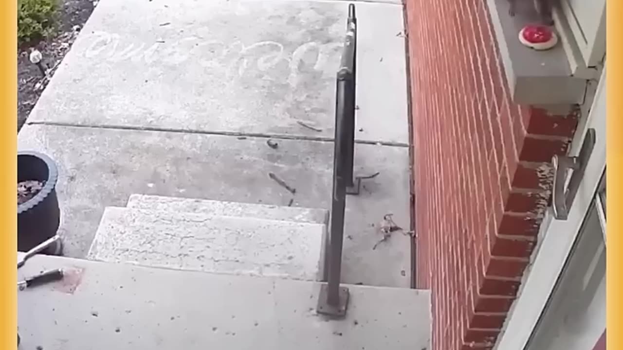 A Gift From The Squirrel❤️❤️