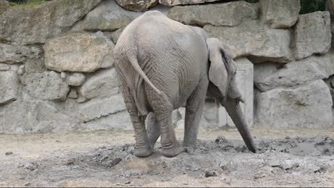 Elephant Elephant Playing Trumpet Mud Animal