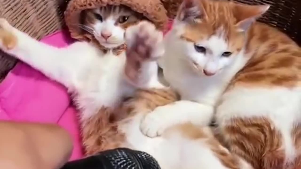 Funny & Cute Cats Compilation [rumble]