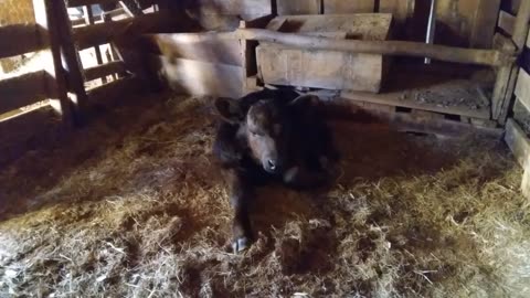 Bottle Calf: Dealing With Challenges part 2