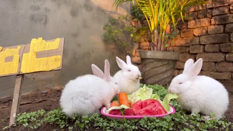 Cute Animals || Rabbit Cute Moment