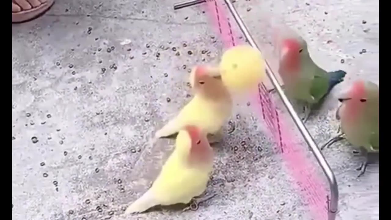 Funny Animals Video 🤣 __ Funny Animals Moment__ @funny @funnyanimals @_Full-HD