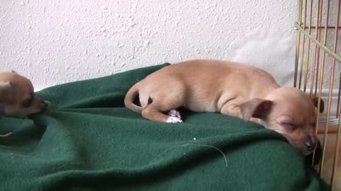 Chihuahua Puppies Coming Home!