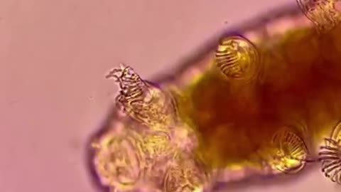 Tardigrades: Chubby, Misunderstood, & Not Immortal