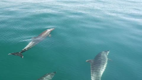 Dolphins swimming in the sea