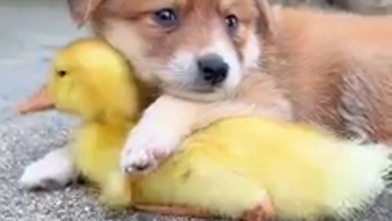Happy animal