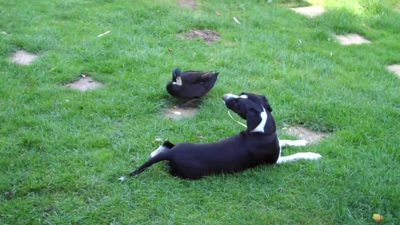 Dog being pecked by duck