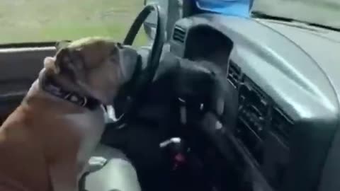 Funny Dogs Moment #shorts