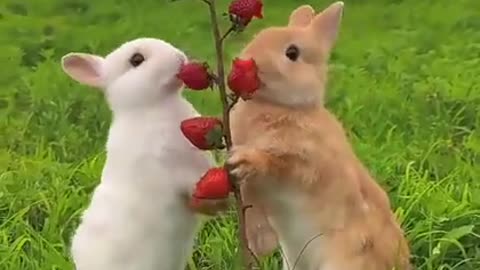 Cute rabbit