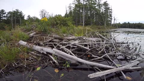 Beaver Lodge