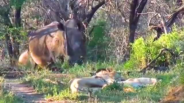 fandling the animals’ droppings nosy