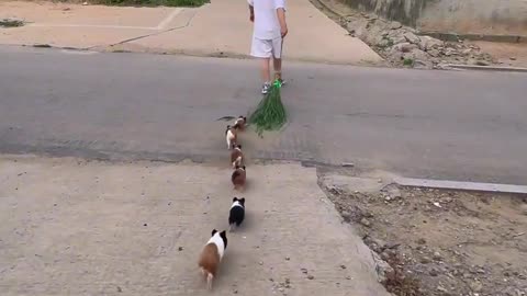 Dog puppies following kid cute video 🥰🥰