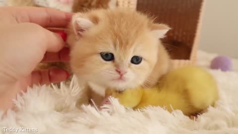 The tiny kittens are friends with the duckling. 😻 So cute