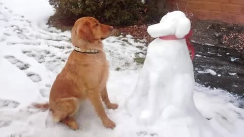 Funny dogs discover snow for the FIRST TIME