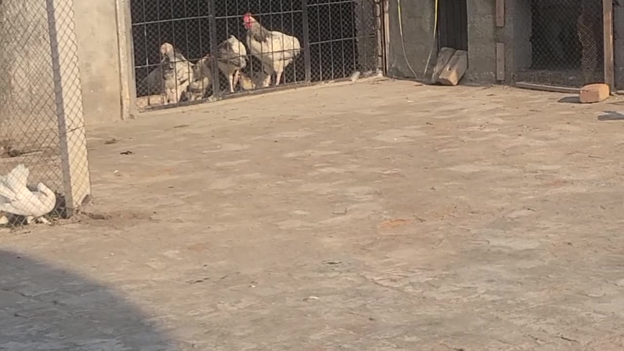 Pigeons