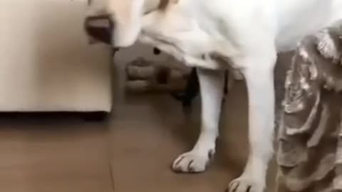 Dog funny video