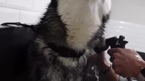 Dramatic of Huskey | Funny Husky Video