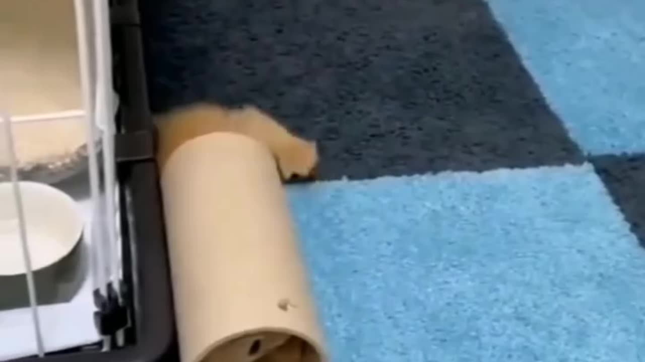 Cute cat