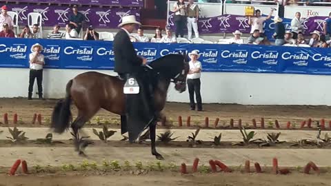 Colombian Paso Fino Champions